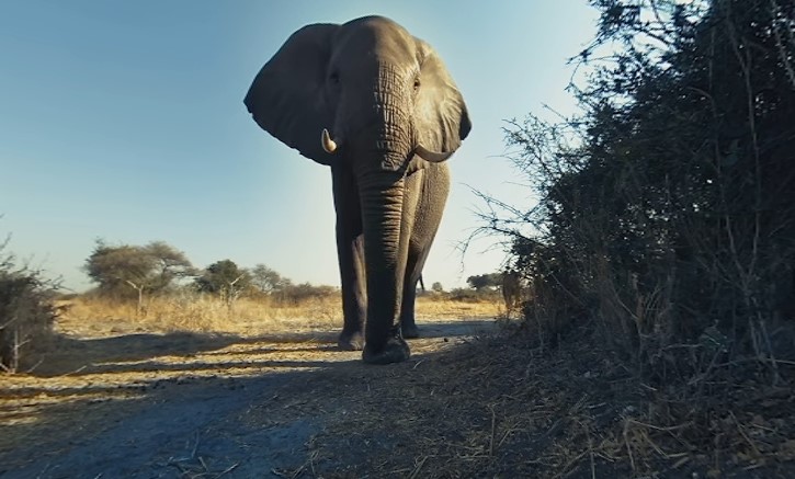 susret sa slonovima