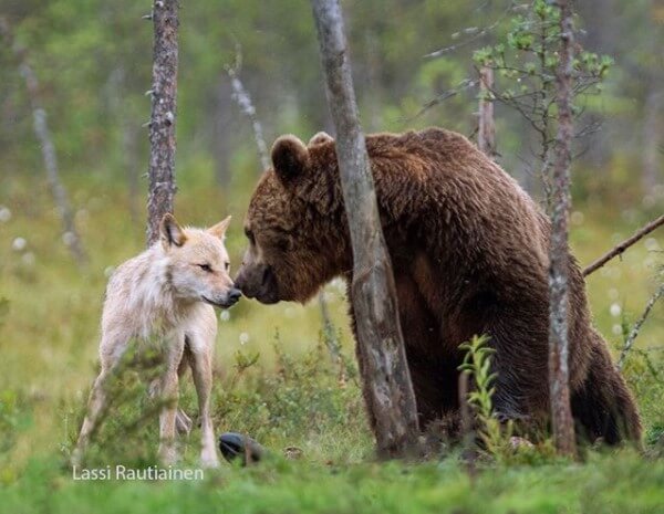 prijateljstvo vuka i medveda