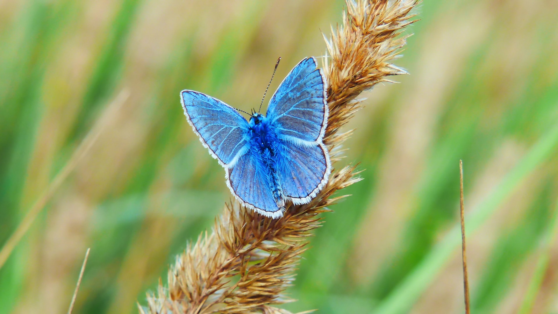 legenda o plavom leptiru
