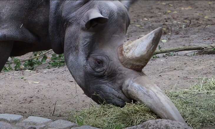 najstariji nosorog na svetu