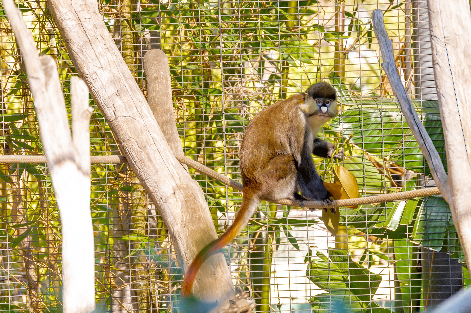 majmunima u zoo vrtu draza saobracajna buka