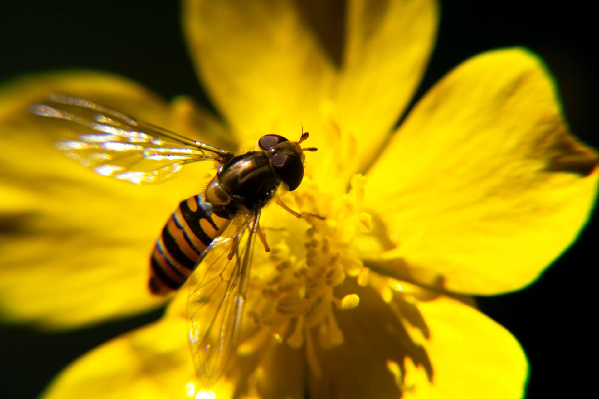 biodiverzitet