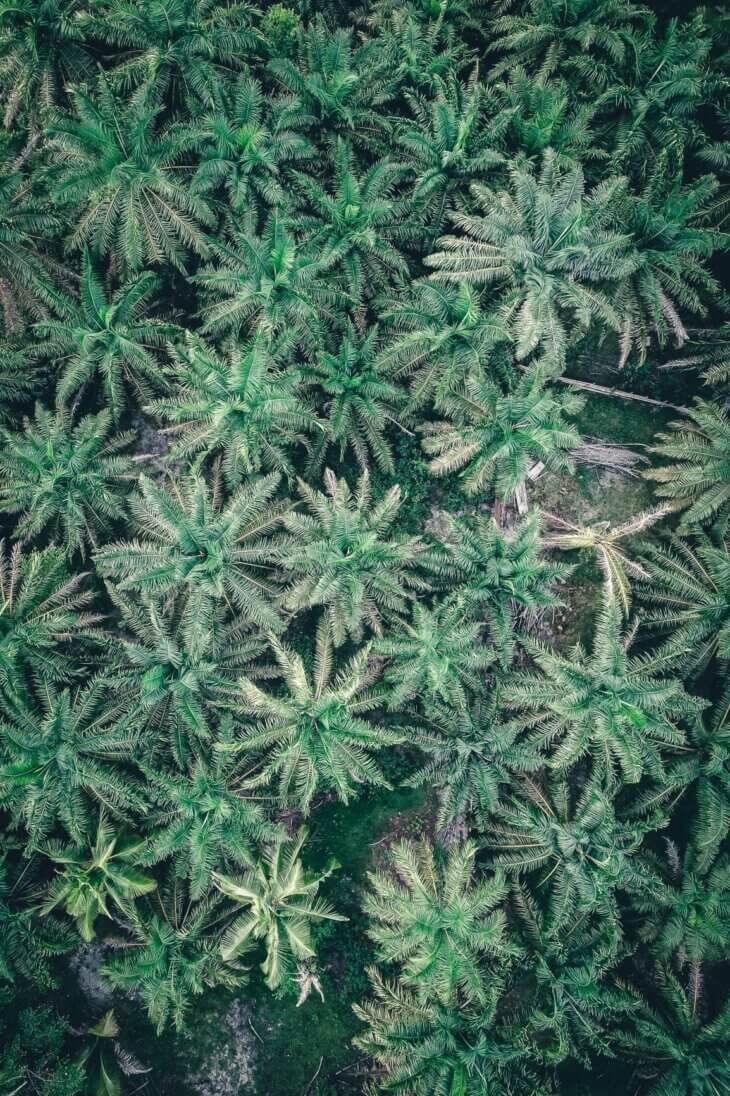 Sikstinska kapela drevnih ljudi amazon