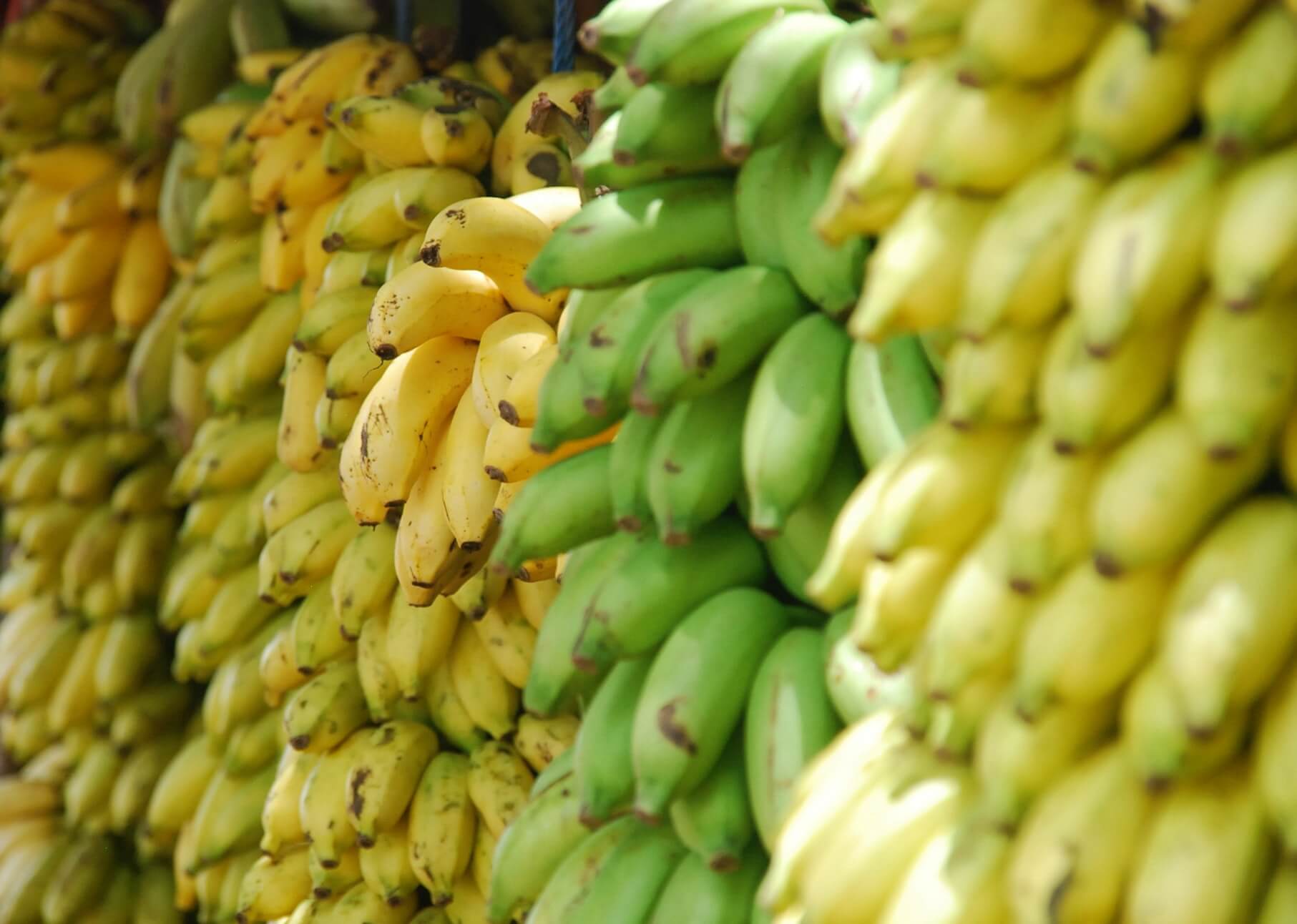 lažne banane