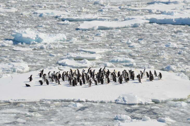 led na antarktiku