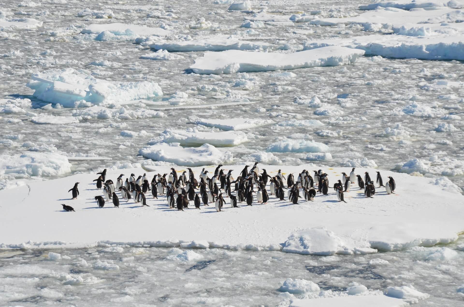 led na antarktiku