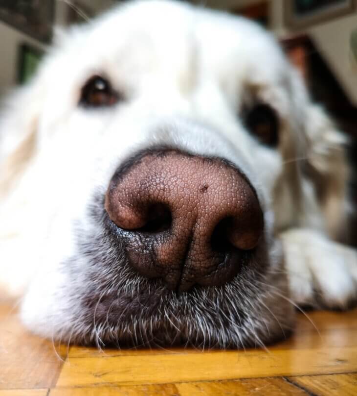 smart snout aplikacija za pronalaženje pasa