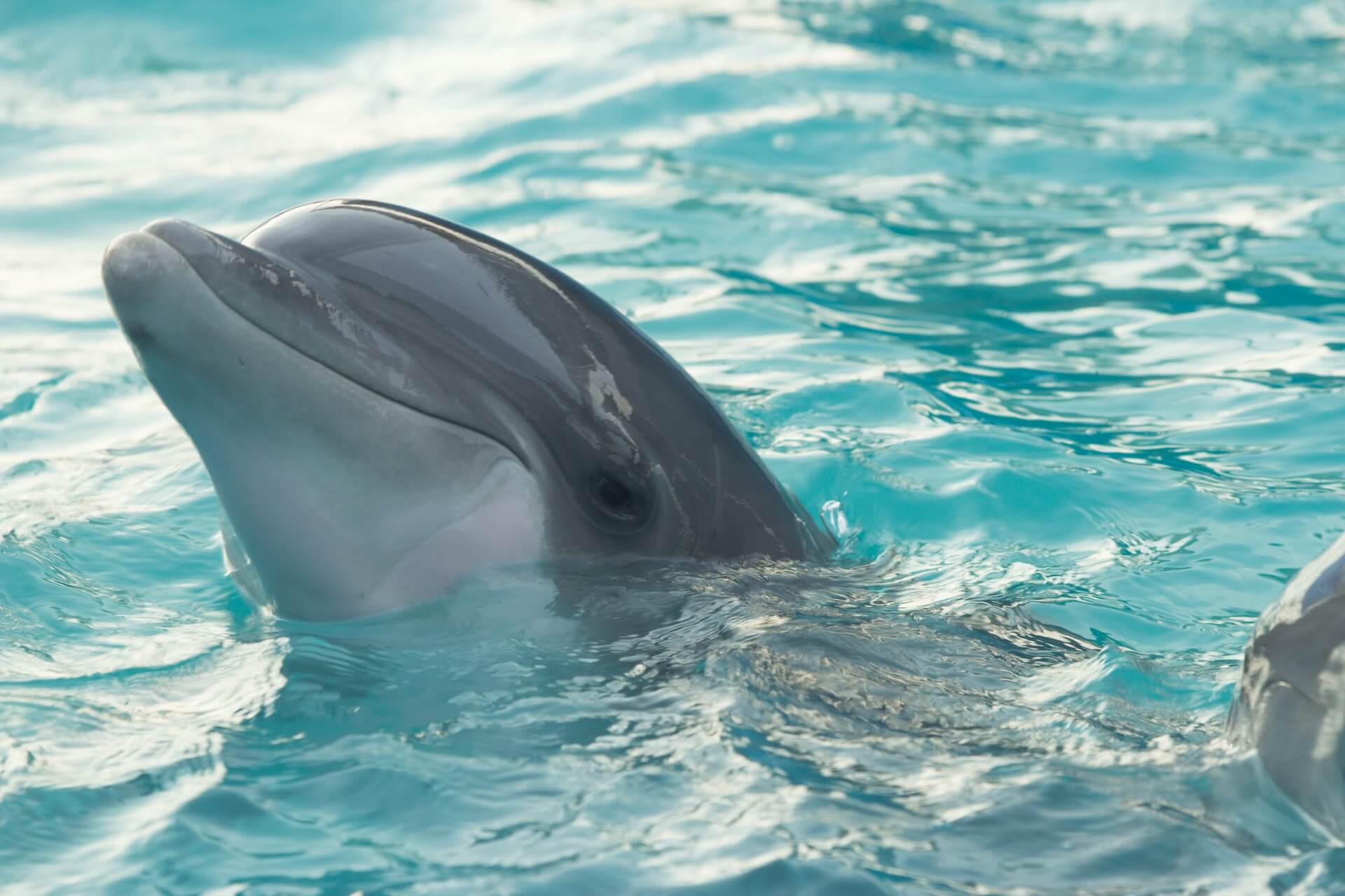 delfin