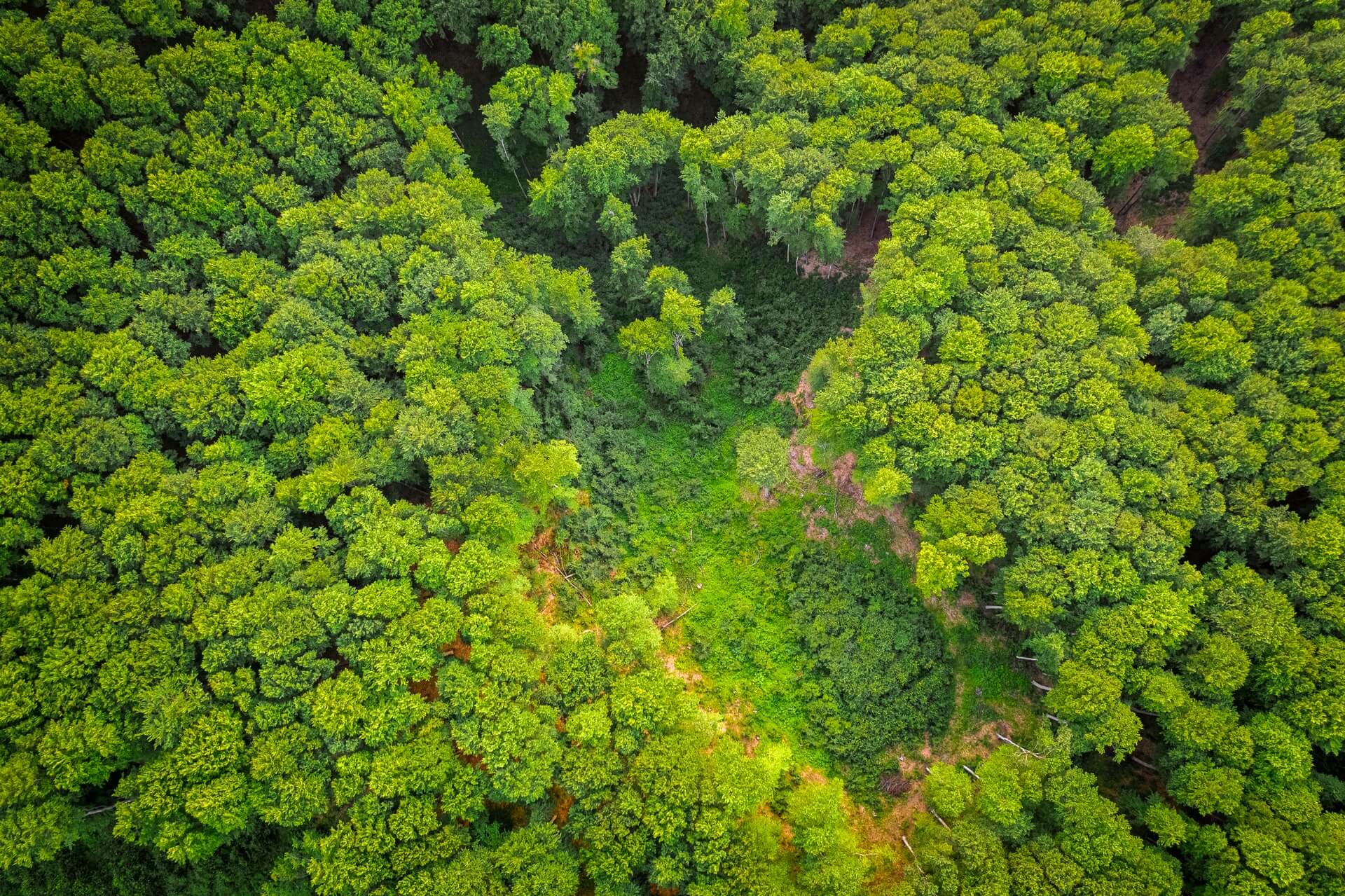 amazonija