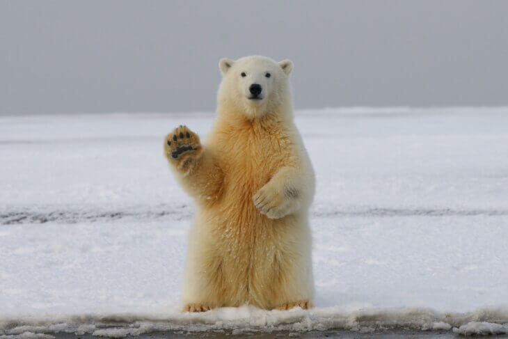 arktik polarni medved atmosferske reke morski led